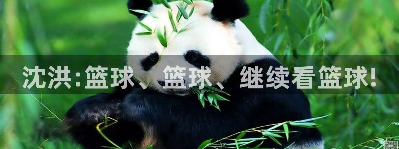 betway西汉姆联官网：沈洪:篮球、篮球、继续看篮球!